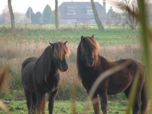 Twee paarden - www.equive.nl